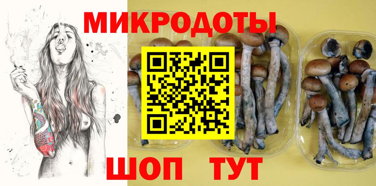 Галлюциногенные грибы Psilocybe Гусиноозёрск